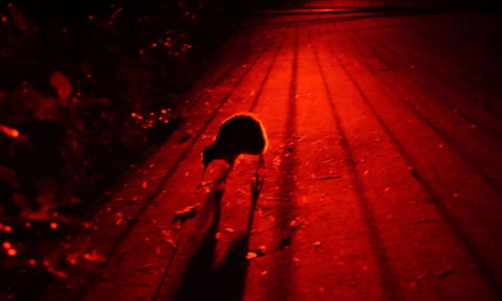Zealandia Night Tour - image 3